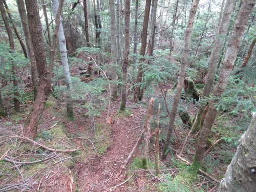 登山道
